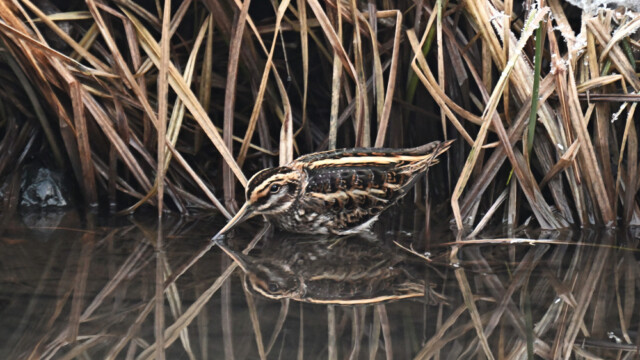 Dvergsnipa-Lymnocryptes minimus - © Trausti Baldursson Dvergsnipa-Lymnocryptes minimus - © Trausti Baldursson