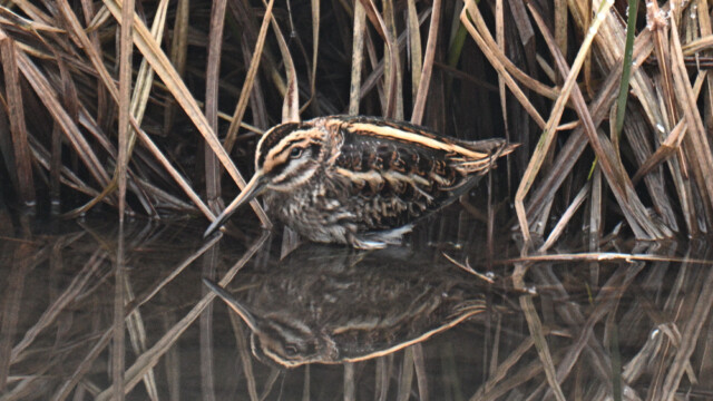 Dvergsnipa-Lymnocryptes minimus - © Trausti Baldursson Dvergsnipa-Lymnocryptes minimus - © Trausti Baldursson