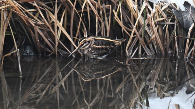 Dvergsnipa-Lymnocryptes minimus - © Trausti Baldursson Dvergsnipa-Lymnocryptes minimus - © Trausti Baldursson