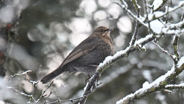 Svartþröstur - Turdus merula © Trausti Baldursson Svartþröstur - Turdus merula © Trausti Baldursson