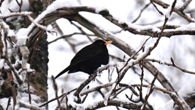 Svartþröstur - Turdus merula © Trausti Baldursson Svartþröstur - Turdus merula © Trausti Baldursson