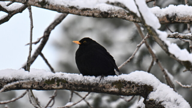 Svartþröstur - Turdus merula © Trausti Baldursson Svartþröstur - Turdus merula © Trausti Baldursson