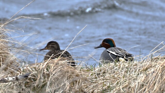 Urtond-Anas crecca - © Trausti Baldursson Urtond-Anas crecca - © Trausti Baldursson
