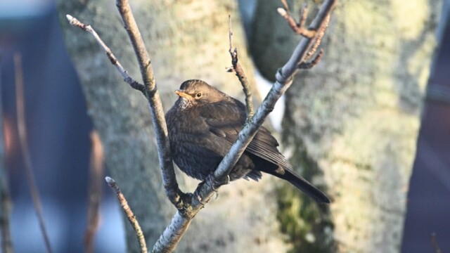 Svartþröstur - Turdus merula © Trausti Baldursson Svartþröstur - Turdus merula © Trausti Baldursson
