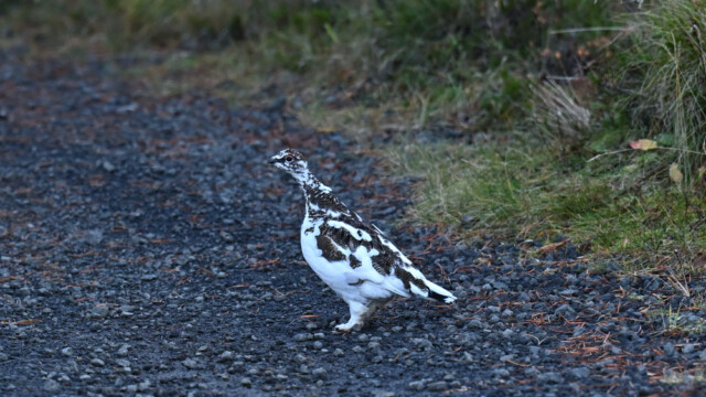 Rjúpa – Lagopus muta © Trausti Baldursson Rjúpa – Lagopus muta © Trausti Baldursson