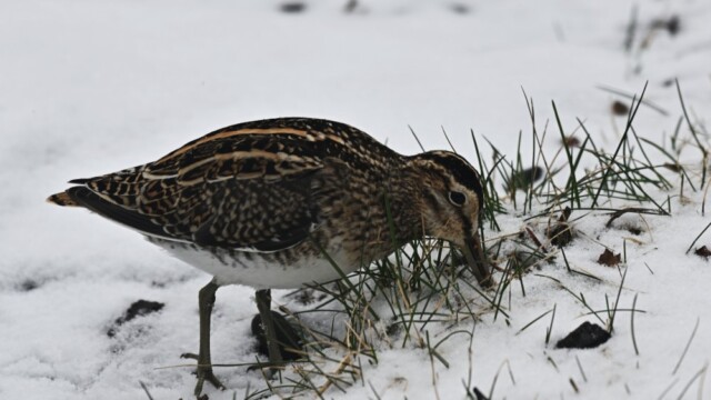 Hrossagaukur - Gallinago gallinago © Trausti Baldursson Hrossagaukur - Gallinago gallinago © Trausti Baldursson