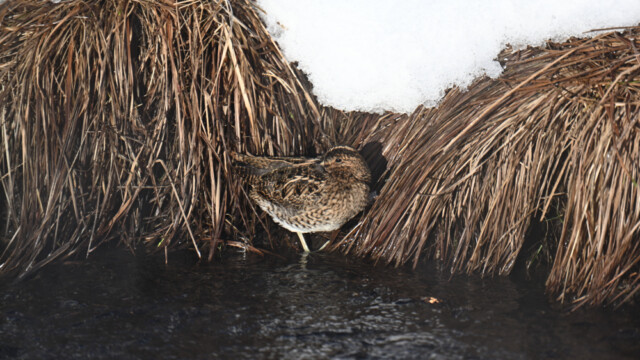 Dvergsnipa-Lymnocryptes minimus - © Trausti Baldursson
Tékka Dvergsnipa-Lymnocryptes minimus - © Trausti Baldursson