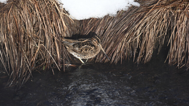 Dvergsnipa-Lymnocryptes minimus - © Trausti Baldursson
Tékka Dvergsnipa-Lymnocryptes minimus - © Trausti Baldursson