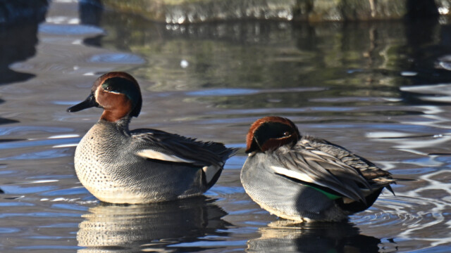 Urtond-Anas crecca - © Trausti Baldursson Urtond-Anas crecca - © Trausti Baldursson