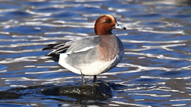 Rauðhöfðaönd - Anas penelope © Trausti Baldursson Rauðhöfðaönd - Anas penelope © Trausti Baldursson