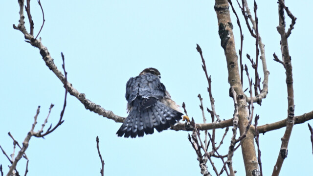 Smyrill, karlfugl, Falco columbarius © Trausti Baldursson Smyrill, karlfugl, Falco columbarius © Trausti Baldursson