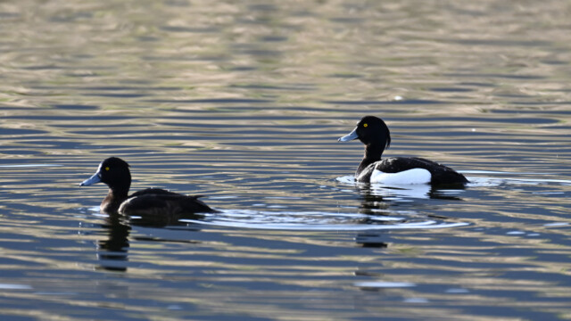 Skúfönd - Aythya fuligula © Trausti Baldursson Skúfönd - Aythya fuligula © Trausti Baldursson