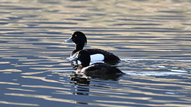 Skúfönd - Aythya fuligula © Trausti Baldursson Skúfönd - Aythya fuligula © Trausti Baldursson