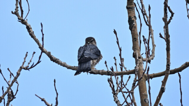 Smyrill, karlfugl, Falco columbarius © Trausti Baldursson Smyrill, karlfugl, Falco columbarius © Trausti Baldursson
