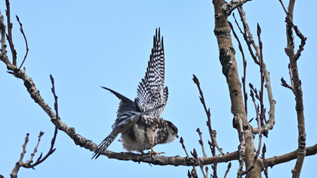 Smyrill, karlfugl, Falco columbarius © Trausti Baldursson Smyrill, karlfugl, Falco columbarius © Trausti Baldursson