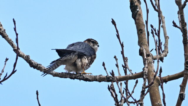 Smyrill, karlfugl, Falco columbarius © Trausti Baldursson Smyrill, karlfugl, Falco columbarius © Trausti Baldursson