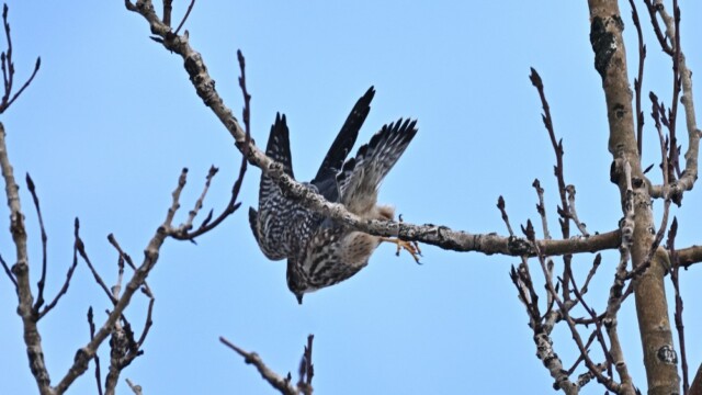 Smyrill, karlfugl, Falco columbarius © Trausti Baldursson Smyrill, karlfugl, Falco columbarius © Trausti Baldursson