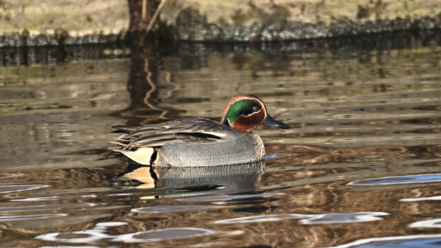 Urtond-Anas crecca - © Trausti Baldursson Urtond-Anas crecca - © Trausti Baldursson