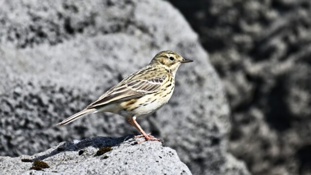 Þúfutittlingur - Anthus pratensis © Trausti Baldursson Þúfutittlingur - Anthus pratensis © Trausti Baldursson