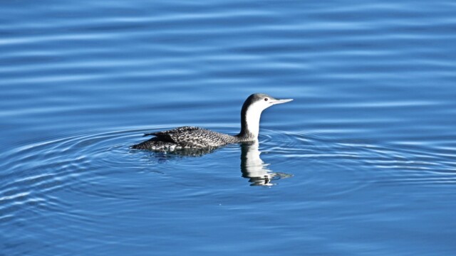 Lómur - Gavia stellata © Trausti Baldursson Lómur - Gavia stellata © Trausti Baldursson
