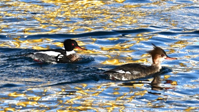 Toppönd - Mergus serrator © Trausti Baldursson Toppönd - Mergus serrator © Trausti Baldursson