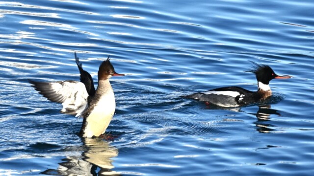Toppönd - Mergus serrator © Trausti Baldursson Toppönd - Mergus serrator © Trausti Baldursson