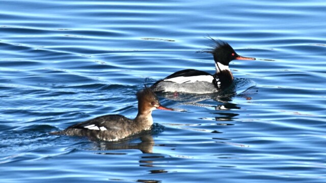 Toppönd - Mergus serrator © Trausti Baldursson Toppönd - Mergus serrator © Trausti Baldursson