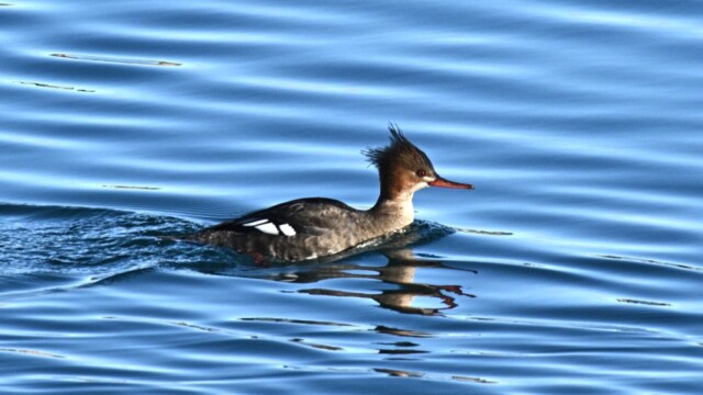 Toppönd - Mergus serrator © Trausti Baldursson Toppönd - Mergus serrator © Trausti Baldursson
