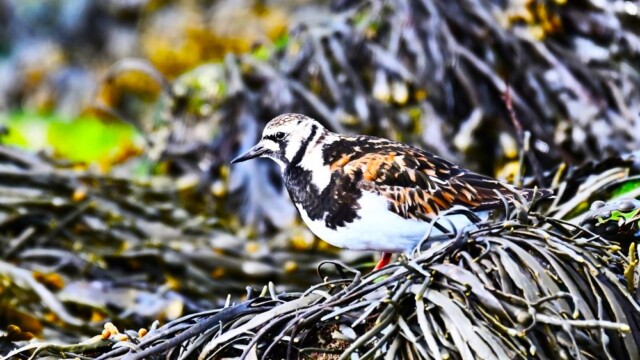 Tildra - Arenaria interpres © Trausti Baldursson Tildra - Arenaria interpres © Trausti Baldursson