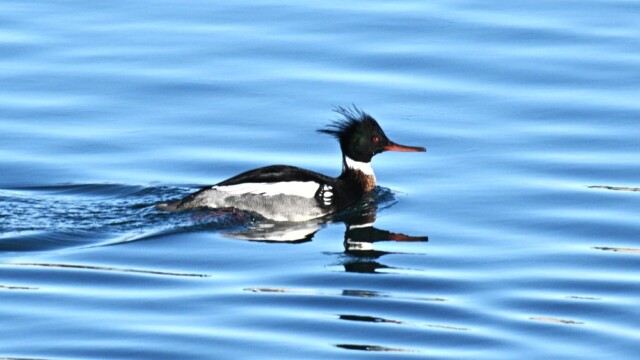 Toppönd - Mergus serrator © Trausti Baldursson Toppönd - Mergus serrator © Trausti Baldursson