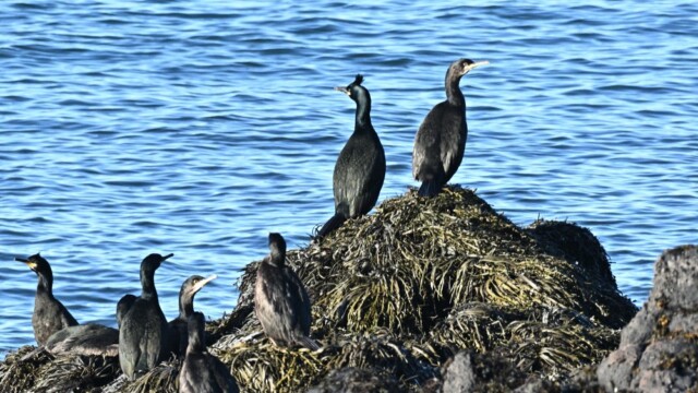 Toppskarfur - Phalacrocorax aristotelis © Trausti Baldursson Toppskarfur - Phalacrocorax aristotelis © Trausti Baldursson