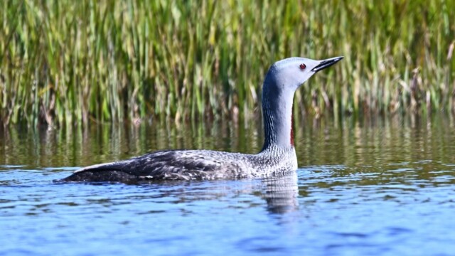 Lómur - Gavia stellata © Trausti Baldursson Lómur - Gavia stellata © Trausti Baldursson