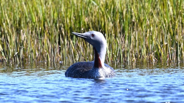 Lómur - Gavia stellata © Trausti Baldursson Lómur - Gavia stellata © Trausti Baldursson