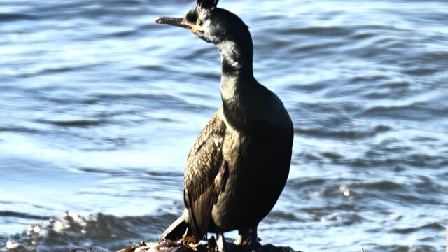 Toppskarfur - Phalacrocorax aristotelis © Trausti Baldursson Toppskarfur - Phalacrocorax aristotelis © Trausti Baldursson