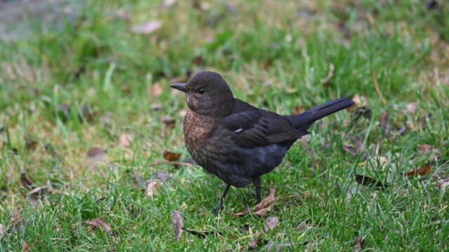 Svartþröstur - Turdus merula © Trausti Baldursson Svartþröstur - Turdus merula © Trausti Baldursson