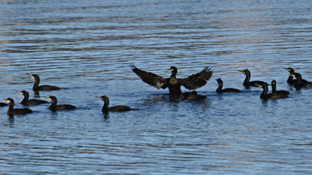 Toppskarfur - Phalacrocorax aristotelis © Trausti Baldursson Toppskarfur - Phalacrocorax aristotelis © Trausti Baldursson