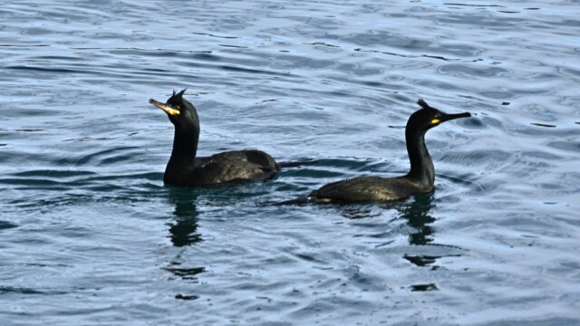 Toppskarfur - Phalacrocorax aristotelis © Trausti Baldursson Toppskarfur - Phalacrocorax aristotelis © Trausti Baldursson