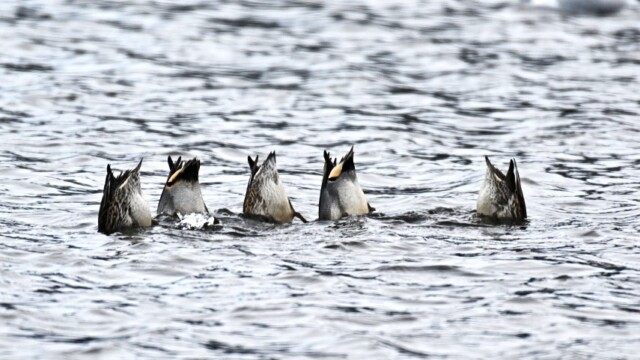 Urtond-Anas crecca - © Trausti Baldursson Urtond-Anas crecca - © Trausti Baldursson