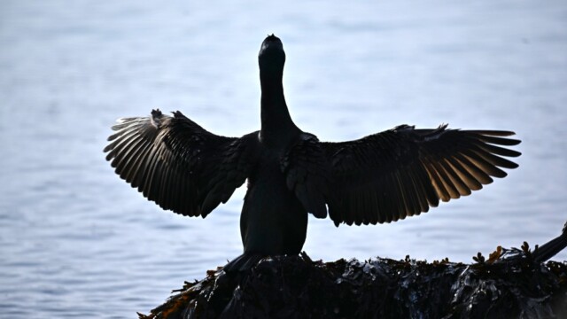 Toppskarfur - Phalacrocorax aristotelis © Trausti Baldursson Toppskarfur - Phalacrocorax aristotelis © Trausti Baldursson