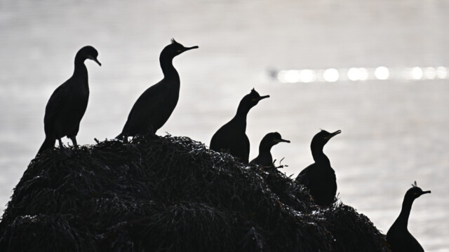 Toppskarfur - Phalacrocorax aristotelis © Trausti Baldursson Toppskarfur - Phalacrocorax aristotelis © Trausti Baldursson
