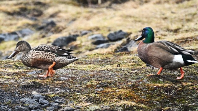 Skeiðönd og Skeiðönd x Stokkönd- Anas clypeata x Anas platyrhynchos© Trausti Baldursson Skeiðönd og Skeiðönd x Stokkönd- Anas clypeata x Anas platyrhynchos© Trausti Baldursson