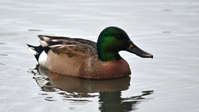 Skeiðönd x Stokkönd- Anas clypeata x Anas platyrhynchos© Trausti Baldursson Skeiðönd x Stokkönd- Anas clypeata x Anas platyrhynchos© Trausti Baldursson
