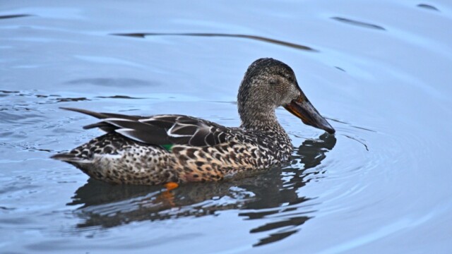 Skeiðönd - Anas clypeata © Trausti Baldursson Skeiðönd - Anas clypeata © Trausti Baldursson
