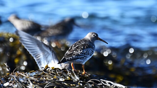 Sendlingur - Calidris maritima © Trausti Baldursson Sendlingur - Calidris maritima © Trausti Baldursson