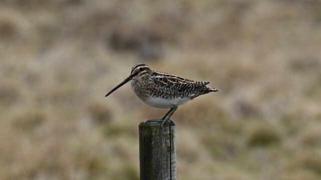 Hrossagaukur - Gallinago gallinago © Trausti Baldursson Hrossagaukur - Gallinago gallinago © Trausti Baldursson