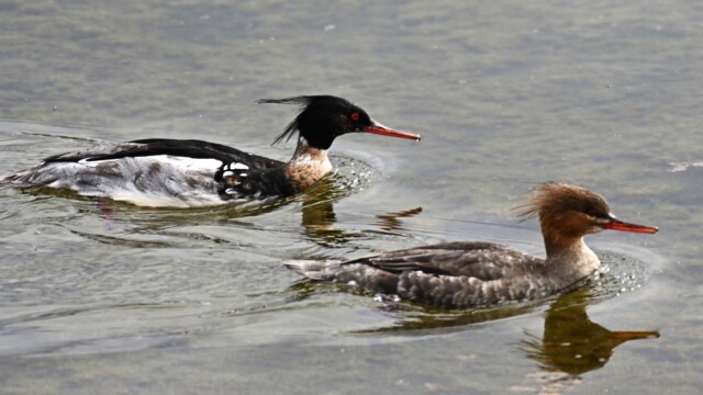 Toppönd - Mergus serrator © Trausti Baldursson Toppönd - Mergus serrator © Trausti Baldursson