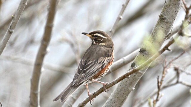 Skógarþröstur - Turdus iliacus © Trausti Baldursson Skógarþröstur - Turdus iliacus © Trausti Baldursson