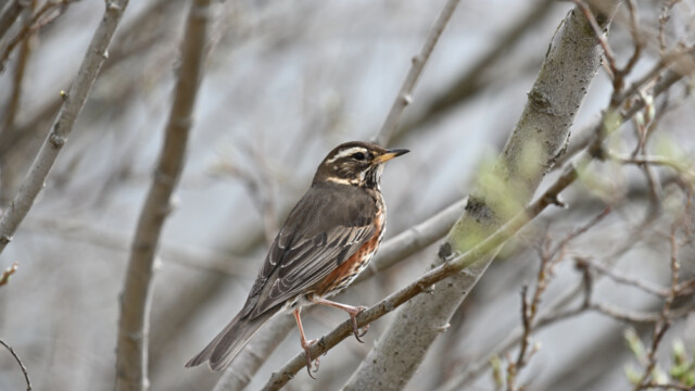 Skógarþröstur - Turdus iliacus  © Trausti Baldursson Skógarþröstur - Turdus iliacus © Trausti Baldursson
