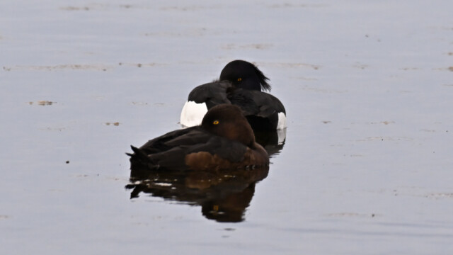 Skúfönd - Aythya fuligula © Trausti Baldursson Skúfönd - Aythya fuligula © Trausti Baldursson