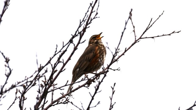 Skógarþröstur - Turdus iliacus © Trausti Baldursson Skógarþröstur - Turdus iliacus © Trausti Baldursson